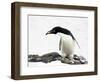 An Adelie Penguin (Pygoscelis Adeliae) at Paulet Island, Antarctica-Miva Stock-Framed Photographic Print