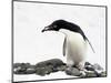 An Adelie Penguin (Pygoscelis Adeliae) at Paulet Island, Antarctica-Miva Stock-Mounted Photographic Print