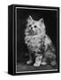 An Adorable Fluffy Kitten Looks up at Its Owner-null-Framed Stretched Canvas