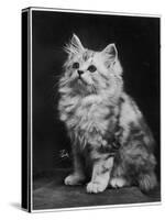 An Adorable Fluffy Kitten Looks up at Its Owner-null-Stretched Canvas