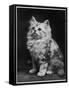 An Adorable Fluffy Kitten Looks up at Its Owner-null-Framed Stretched Canvas