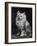 An Adorable Fluffy Kitten Looks up at Its Owner-null-Framed Photographic Print