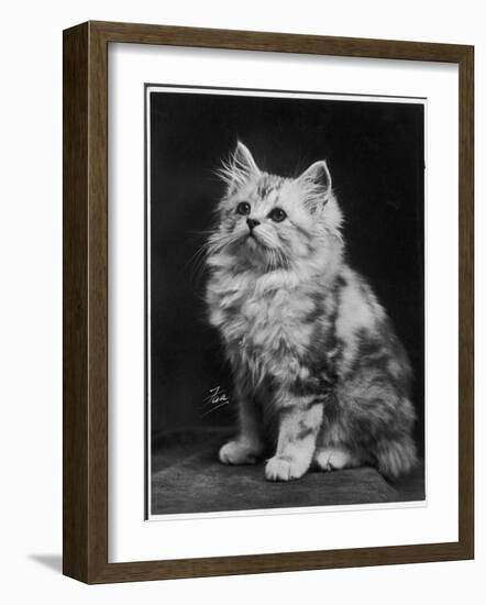 An Adorable Fluffy Kitten Looks up at Its Owner-null-Framed Photographic Print