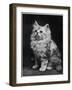 An Adorable Fluffy Kitten Looks up at Its Owner-null-Framed Photographic Print