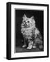 An Adorable Fluffy Kitten Looks up at Its Owner-null-Framed Photographic Print