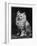 An Adorable Fluffy Kitten Looks up at Its Owner-null-Framed Photographic Print