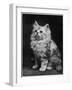 An Adorable Fluffy Kitten Looks up at Its Owner-null-Framed Photographic Print