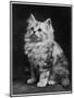 An Adorable Fluffy Kitten Looks up at Its Owner-null-Mounted Photographic Print