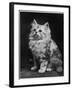 An Adorable Fluffy Kitten Looks up at Its Owner-null-Framed Photographic Print