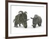 An Adult Albertaceratops Compared to a Modern Adult White Rhinoceros-Stocktrek Images-Framed Premium Photographic Print