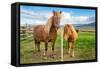 An adult and juvenile Icelandic horse in a field in rural Iceland, Polar Regions-Logan Brown-Framed Stretched Canvas