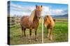 An adult and juvenile Icelandic horse in a field in rural Iceland, Polar Regions-Logan Brown-Stretched Canvas