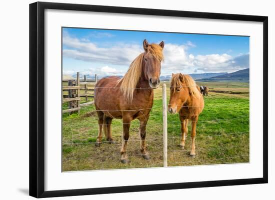 An adult and juvenile Icelandic horse in a field in rural Iceland, Polar Regions-Logan Brown-Framed Photographic Print