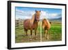 An adult and juvenile Icelandic horse in a field in rural Iceland, Polar Regions-Logan Brown-Framed Photographic Print