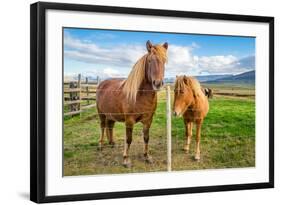 An adult and juvenile Icelandic horse in a field in rural Iceland, Polar Regions-Logan Brown-Framed Photographic Print