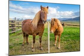 An adult and juvenile Icelandic horse in a field in rural Iceland, Polar Regions-Logan Brown-Mounted Photographic Print