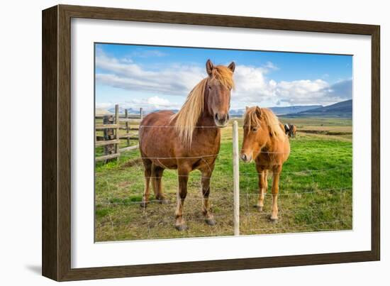 An adult and juvenile Icelandic horse in a field in rural Iceland, Polar Regions-Logan Brown-Framed Photographic Print