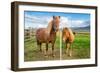 An adult and juvenile Icelandic horse in a field in rural Iceland, Polar Regions-Logan Brown-Framed Photographic Print