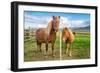 An adult and juvenile Icelandic horse in a field in rural Iceland, Polar Regions-Logan Brown-Framed Photographic Print