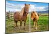 An adult and juvenile Icelandic horse in a field in rural Iceland, Polar Regions-Logan Brown-Mounted Photographic Print