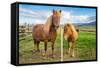 An adult and juvenile Icelandic horse in a field in rural Iceland, Polar Regions-Logan Brown-Framed Stretched Canvas