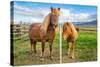 An adult and juvenile Icelandic horse in a field in rural Iceland, Polar Regions-Logan Brown-Stretched Canvas