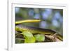 An Adult Australian Tree Snake)Dendrelaphis Punctulata)-Michael Nolan-Framed Photographic Print