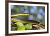 An Adult Australian Tree Snake)Dendrelaphis Punctulata)-Michael Nolan-Framed Photographic Print