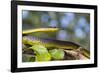 An Adult Australian Tree Snake)Dendrelaphis Punctulata)-Michael Nolan-Framed Photographic Print