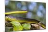 An Adult Australian Tree Snake)Dendrelaphis Punctulata)-Michael Nolan-Mounted Photographic Print