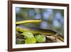 An Adult Australian Tree Snake)Dendrelaphis Punctulata)-Michael Nolan-Framed Photographic Print