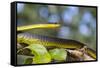 An Adult Australian Tree Snake)Dendrelaphis Punctulata)-Michael Nolan-Framed Stretched Canvas