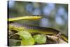 An Adult Australian Tree Snake)Dendrelaphis Punctulata)-Michael Nolan-Stretched Canvas