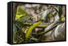 An Adult Australian Tree Snake (Dendrelaphis Punctulata)-Michael Nolan-Framed Stretched Canvas