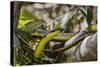 An Adult Australian Tree Snake (Dendrelaphis Punctulata)-Michael Nolan-Stretched Canvas