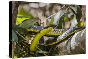 An Adult Australian Tree Snake (Dendrelaphis Punctulata)-Michael Nolan-Stretched Canvas
