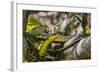 An Adult Australian Tree Snake (Dendrelaphis Punctulata)-Michael Nolan-Framed Photographic Print
