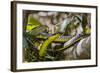 An Adult Australian Tree Snake (Dendrelaphis Punctulata)-Michael Nolan-Framed Photographic Print