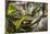 An Adult Australian Tree Snake (Dendrelaphis Punctulata)-Michael Nolan-Mounted Photographic Print