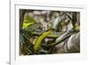 An Adult Australian Tree Snake (Dendrelaphis Punctulata)-Michael Nolan-Framed Photographic Print