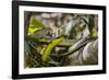 An Adult Australian Tree Snake (Dendrelaphis Punctulata)-Michael Nolan-Framed Photographic Print