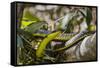 An Adult Australian Tree Snake (Dendrelaphis Punctulata)-Michael Nolan-Framed Stretched Canvas