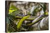 An Adult Australian Tree Snake (Dendrelaphis Punctulata)-Michael Nolan-Stretched Canvas