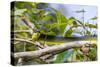 An Adult Australian Tree Snake (Dendrelaphis Punctulata)-Michael Nolan-Stretched Canvas