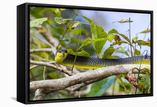 An Adult Australian Tree Snake (Dendrelaphis Punctulata)-Michael Nolan-Framed Stretched Canvas