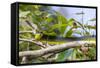 An Adult Australian Tree Snake (Dendrelaphis Punctulata)-Michael Nolan-Framed Stretched Canvas