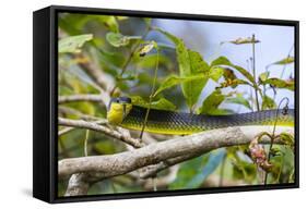 An Adult Australian Tree Snake (Dendrelaphis Punctulata)-Michael Nolan-Framed Stretched Canvas