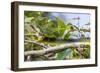 An Adult Australian Tree Snake (Dendrelaphis Punctulata)-Michael Nolan-Framed Photographic Print