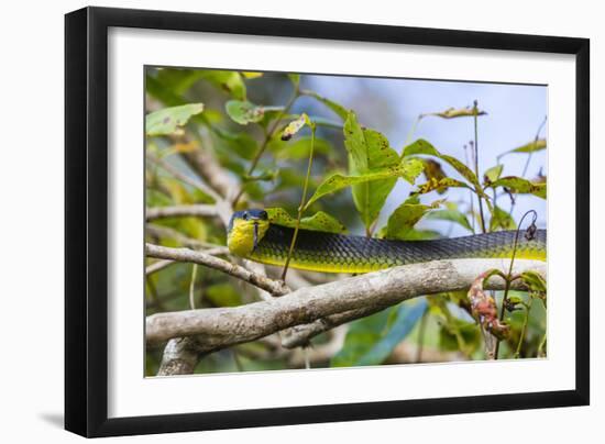 An Adult Australian Tree Snake (Dendrelaphis Punctulata)-Michael Nolan-Framed Photographic Print