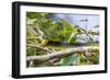 An Adult Australian Tree Snake (Dendrelaphis Punctulata)-Michael Nolan-Framed Photographic Print